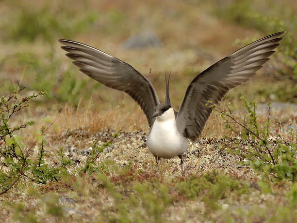 Tunturikihu, Long-tailed Jaeger, Stercorarius longicaudus